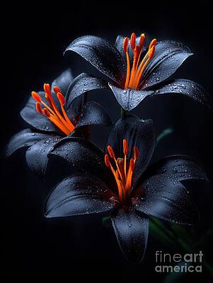 Dramatic Black Lilies by Lauren Blessinger
