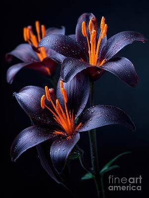 Dramatic Dark Lilies by Lauren Blessinger