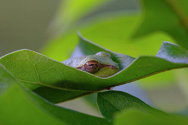 Macro Squirrel Tree Frog Napping Inside a Folded Leaf by Composition Jenn