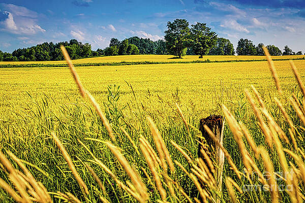 Summer Fields 3 by Robert Alsop