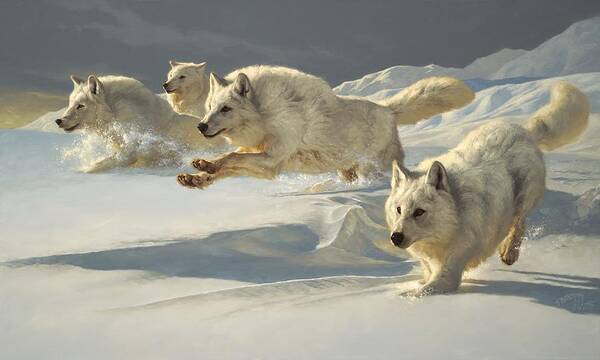 Arctic Wolves in Pursuit Poster