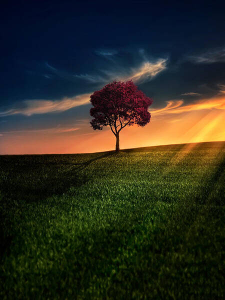 Solitary Tree at Sunset Poster