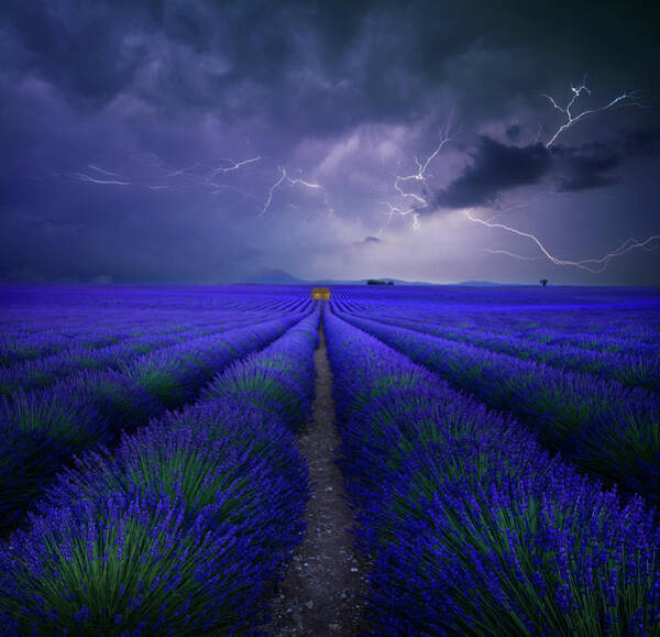 Lavender Fields Under Stormy Skies Poster