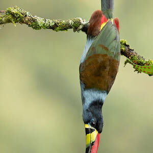 Grey-breasted Mountain Toucan #1 by Milan Zygmunt