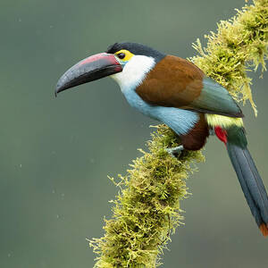 Black-billed Mountain Toucan by Milan Zygmunt